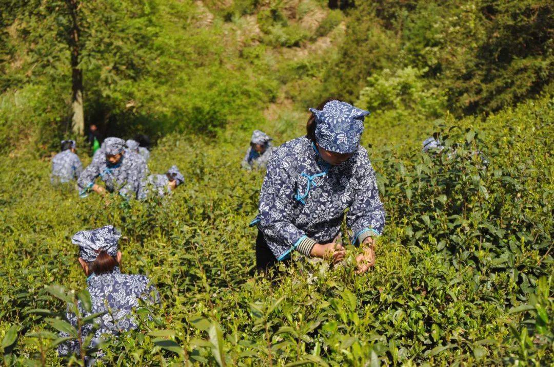 4,千年茶乡寻春线  磐安玉山古茶场—磐安乌石村—磐安榉溪