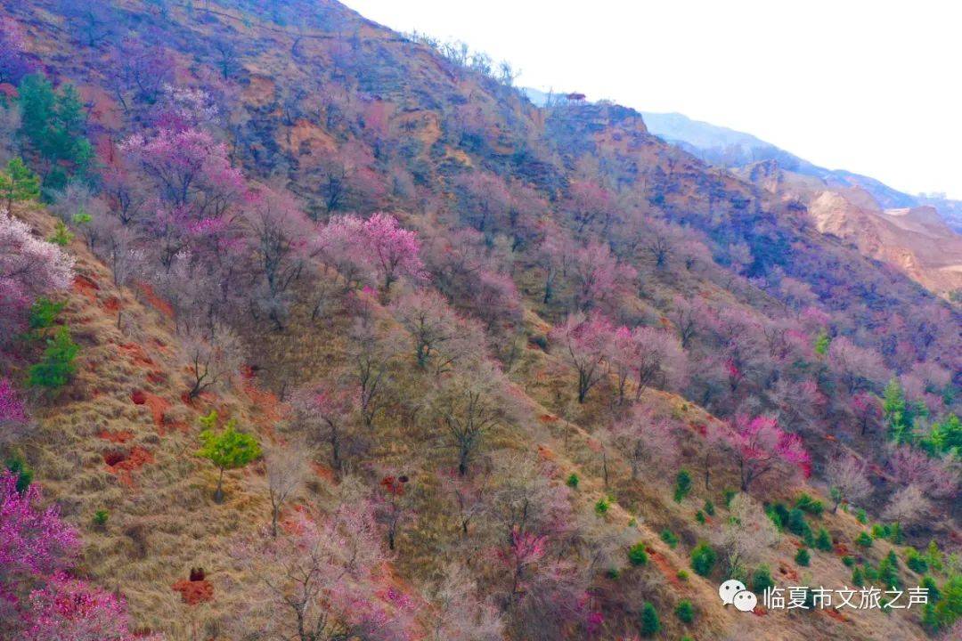 临夏市南龙镇杏花岭邀您赴一场杏花春雨_杨家村