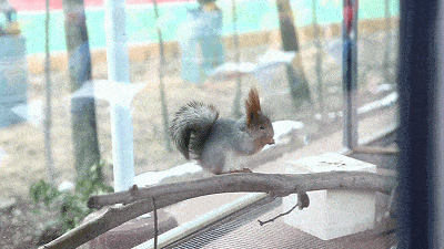 松鼠 有食草动物憨态可掬的样子 环尾狐猴可贪吃了 环除了可爱的萌宠