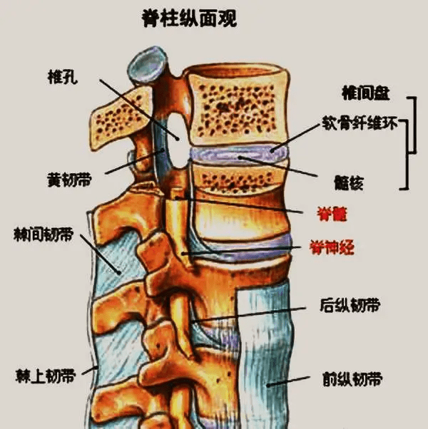 发生腰椎间盘突出,压迫神经导致手脚麻木,严重的压迫到脊髓,就有瘫痪