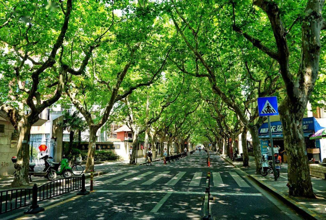 这条路由于曾经是法租界的缘由,道路两旁种植着这天的法国梧桐,靠着