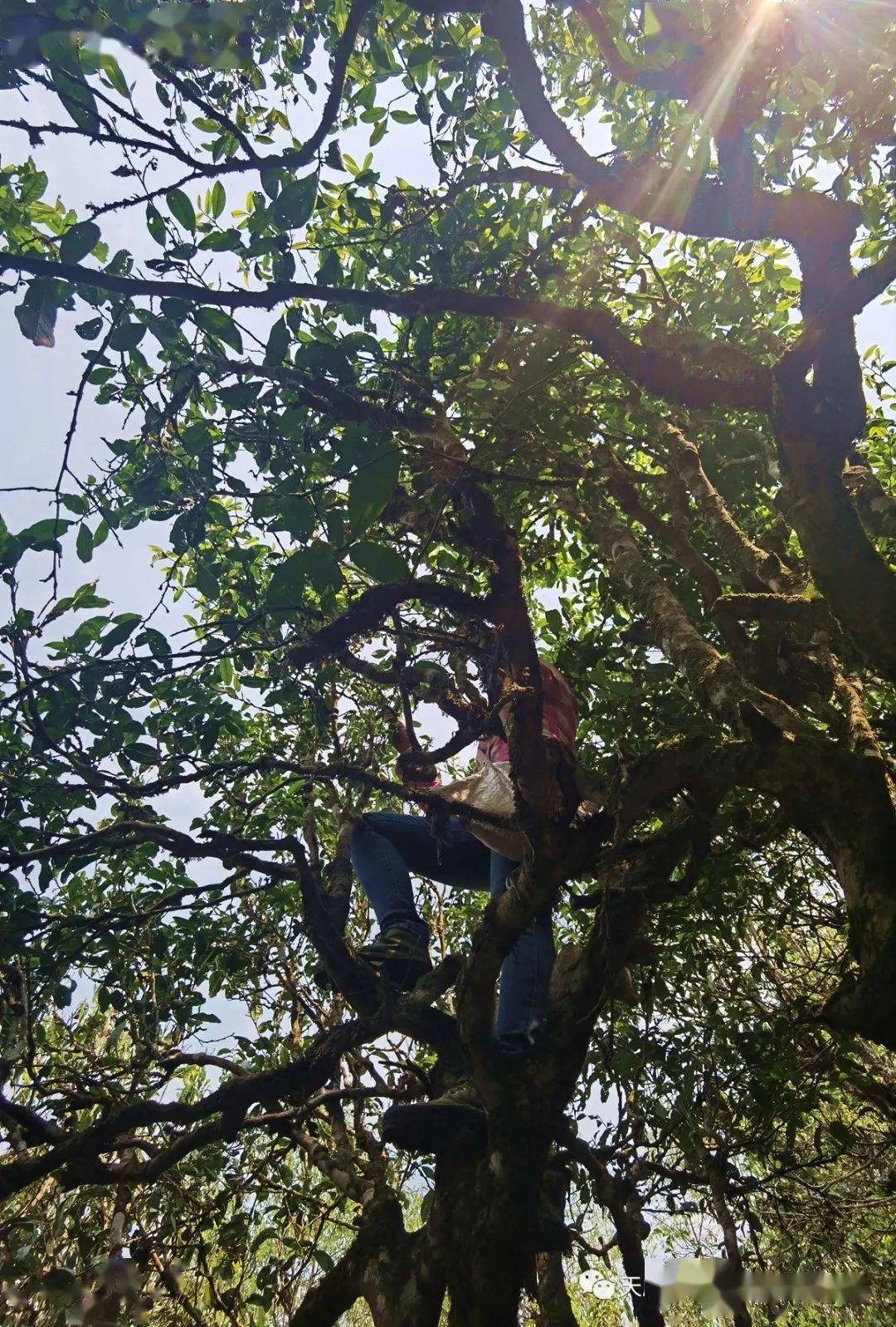 茶山行老班章制茶之旅