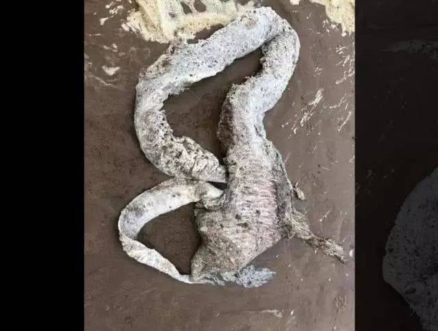 神秘生物被冲上海滩,网友拍照求问:有人知道这是什么吗?
