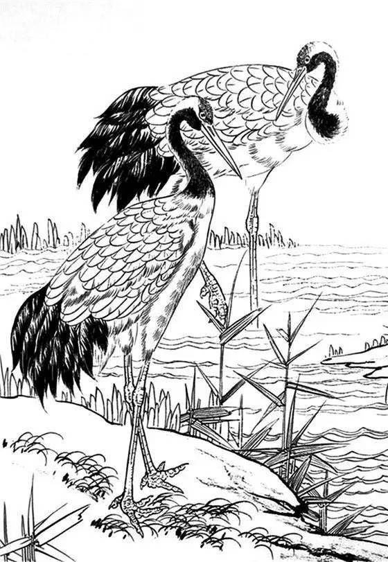 最全的白描仙鹤喜欢拿去