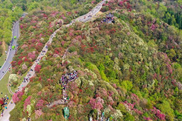 贵州百里杜鹃进入盛花期