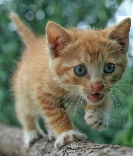 小橘猫卖萌搞笑的瞬间,超级可爱!