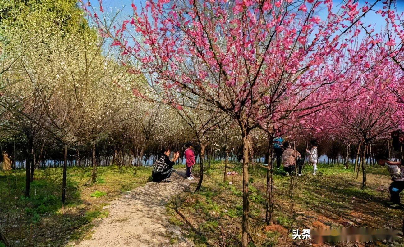 湖北赏花胜地_梅花