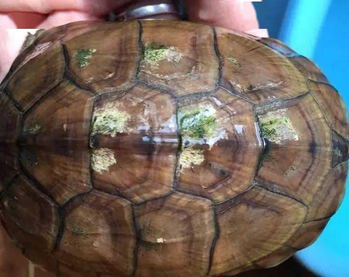 天下龟友苦真菌久矣龟龟真菌的致病原因及治疗方法