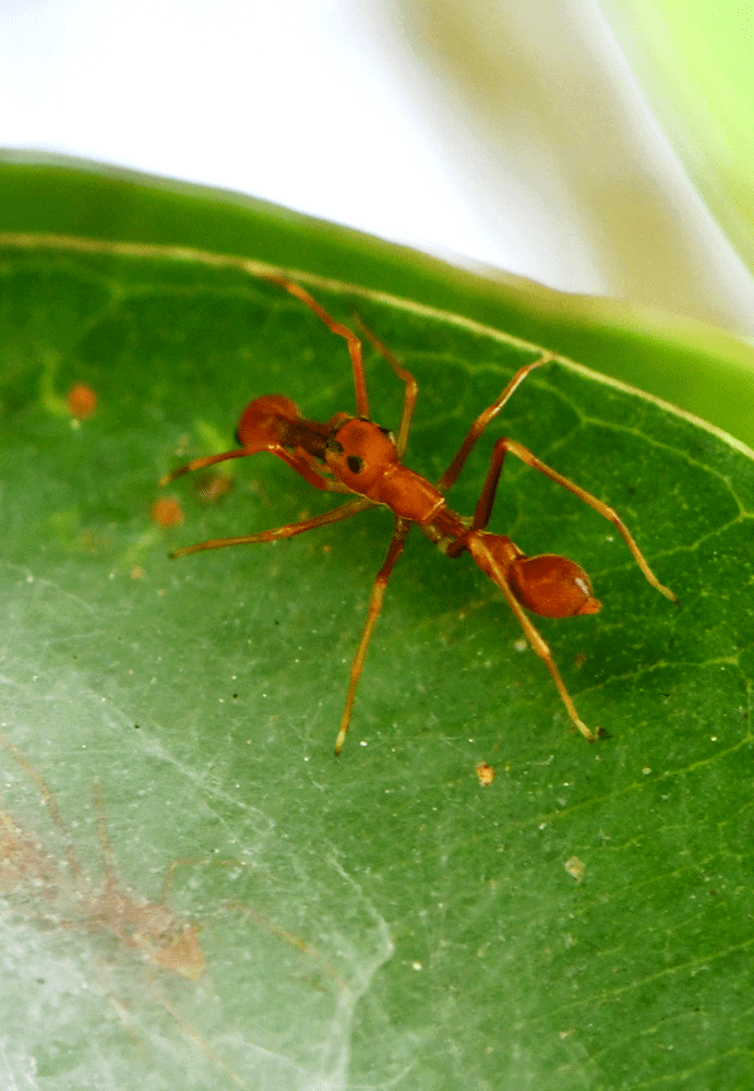神奇的黄蚁蛛(右上为雄性,左下为雌性)发现黄蚁蛛前段时间,我在一棵