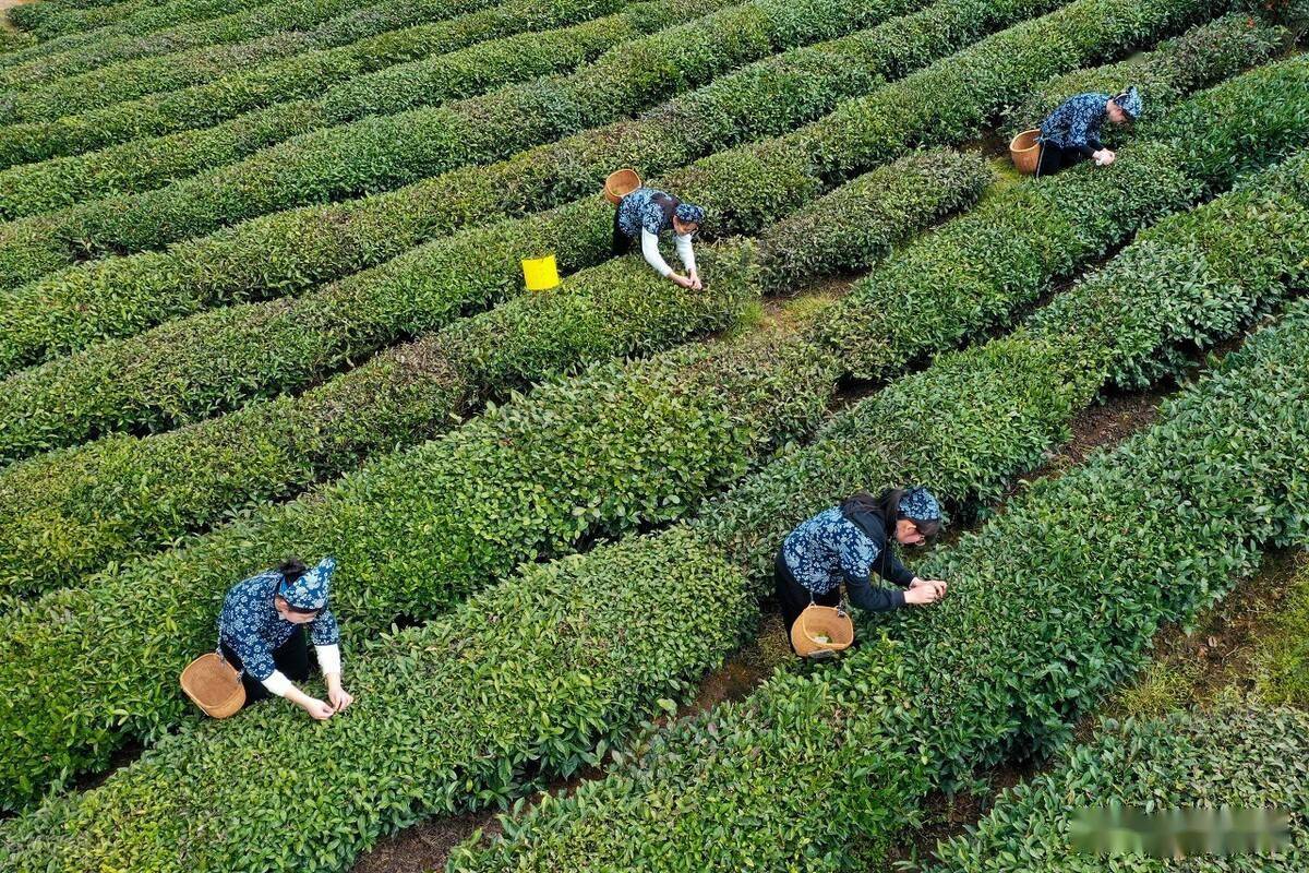 中国十大名茶之一黄山毛峰开园采摘啦