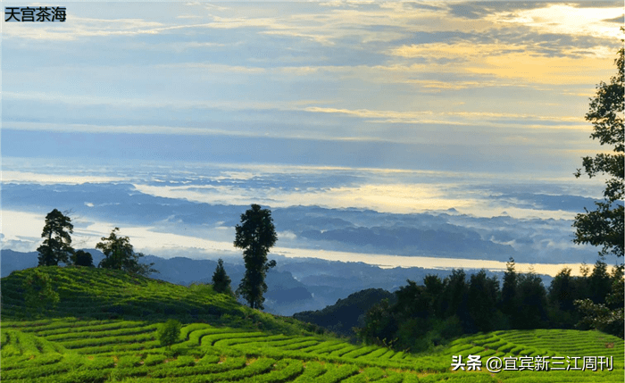 王柯翰:天宫山"茶海"这样打造_旅游