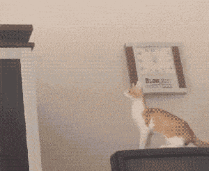 据说猫在跳跃之前都是经过精密计算的!