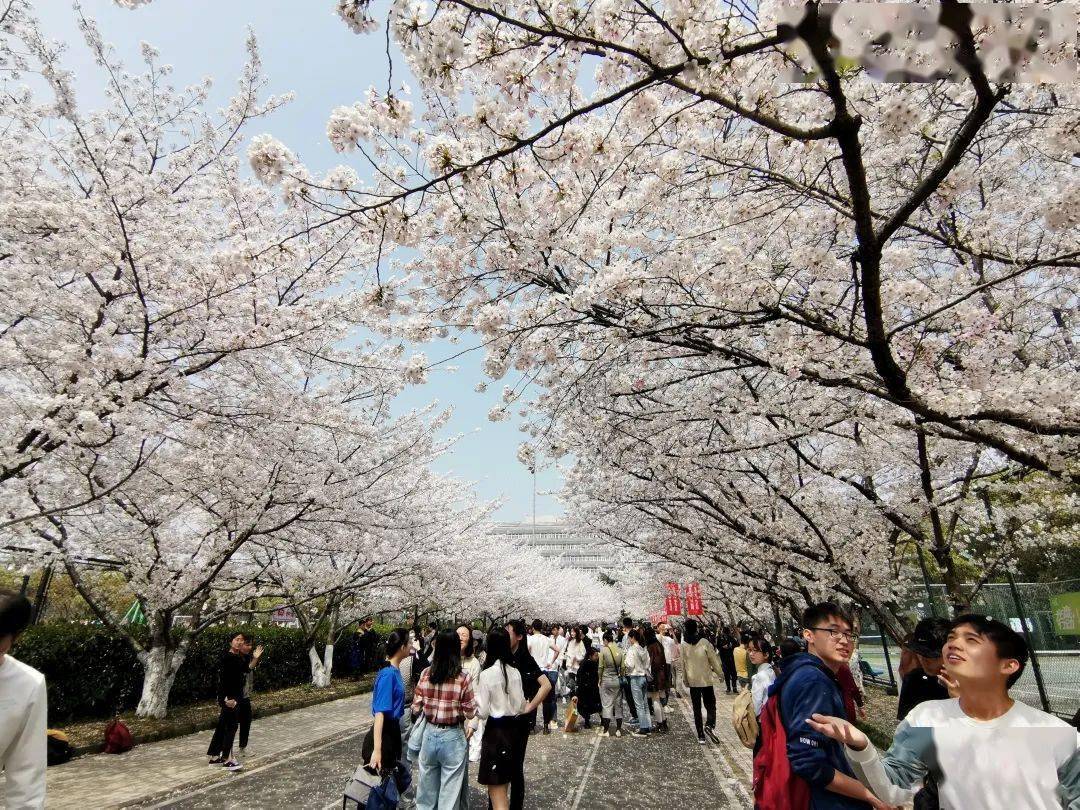 同济大学的樱花开了!_大道