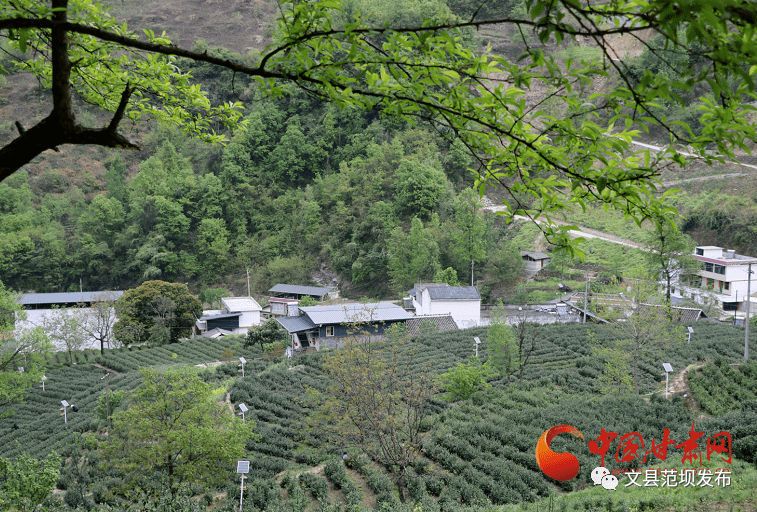 3月30日,文县范坝镇关子村茶园,茶农们手提竹篓,穿梭在茶垄间采摘茶叶