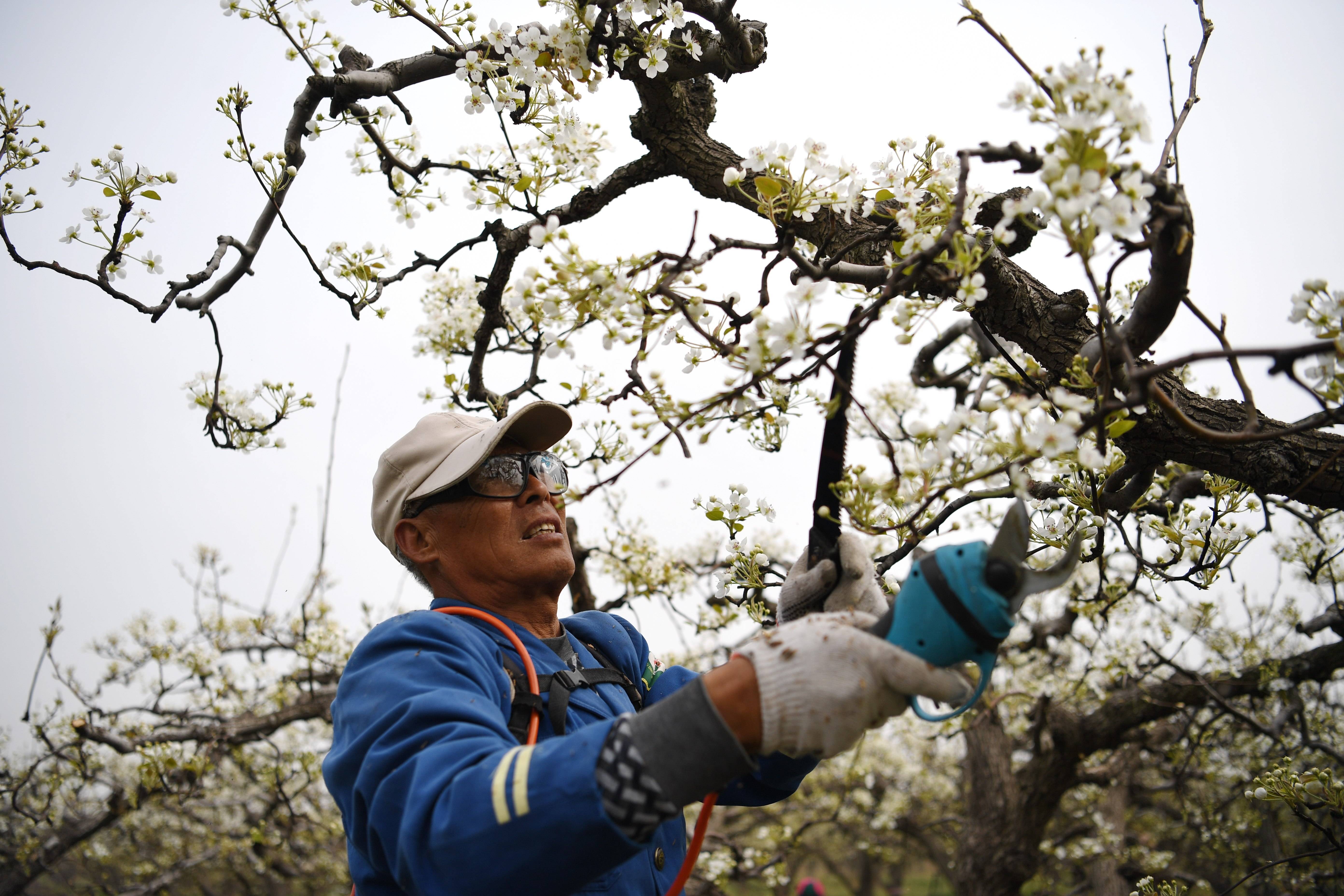 4月5日,雄安新区雄县雄州镇马蹄湾村果农在梨园为梨树剪枝.