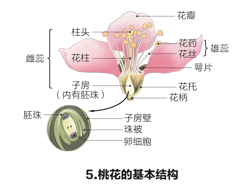 21中考生物:初中生物重点识图