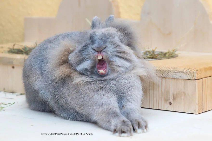 没有什么比看  兔子浮夸地打哈欠更搞笑的了.