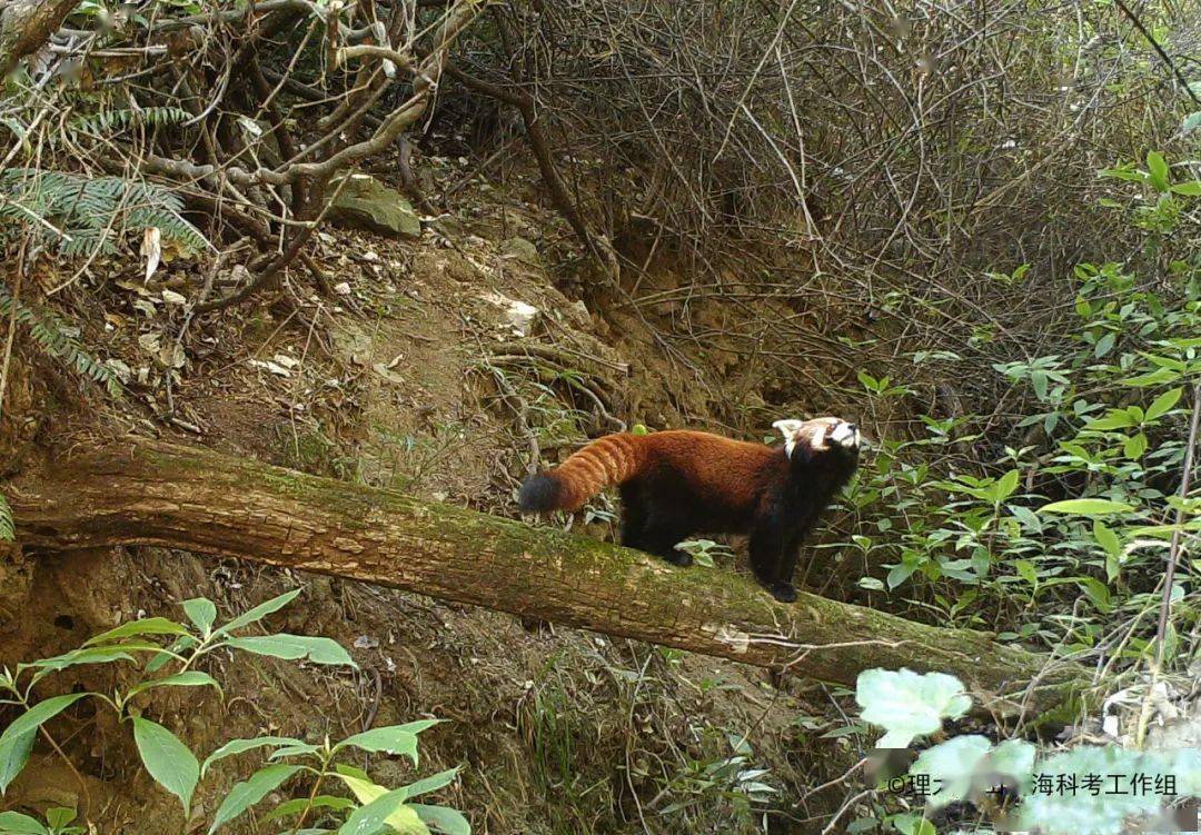 小熊猫 (ailurus fulgens),豹猫 (prionailurus bengalensis),黄喉貂