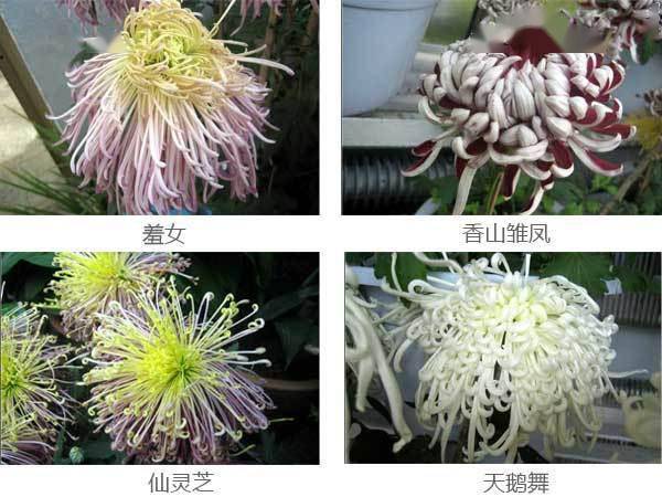 50种·罕见名贵菊花品种!