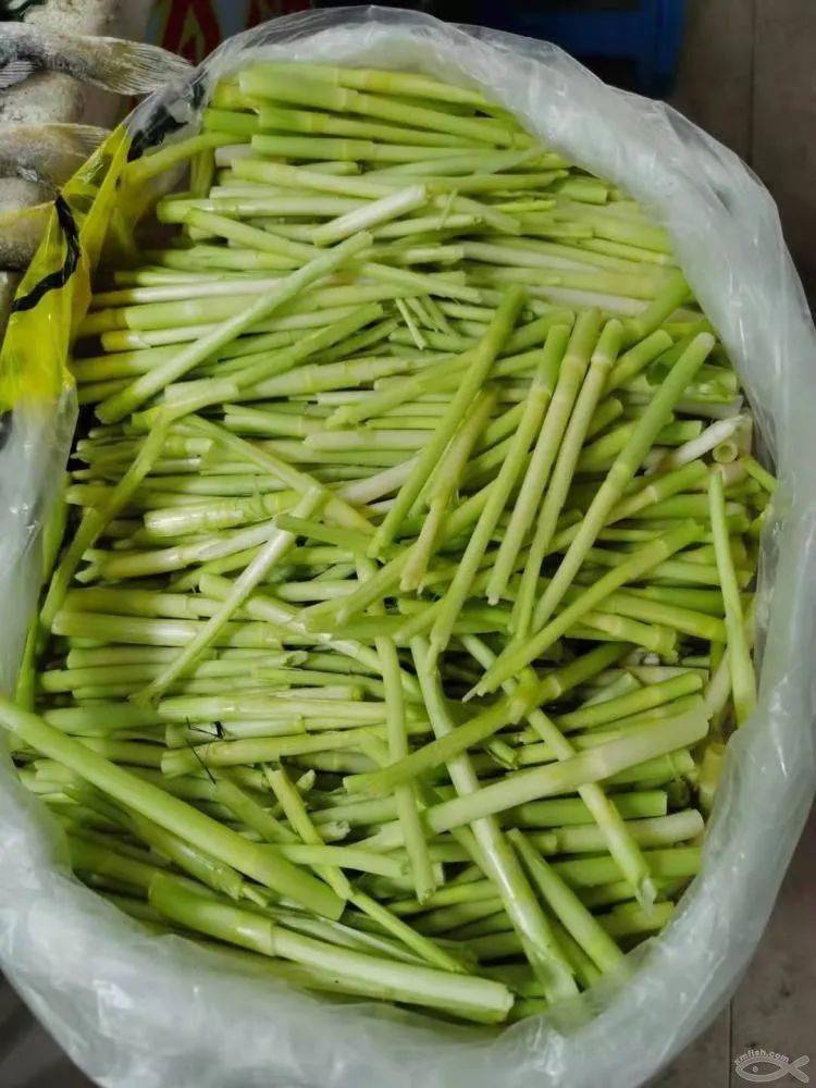 来万物复苏 厦门人的餐桌上 也出现了不少时令食物 2 蒌蒿满地芦芽短