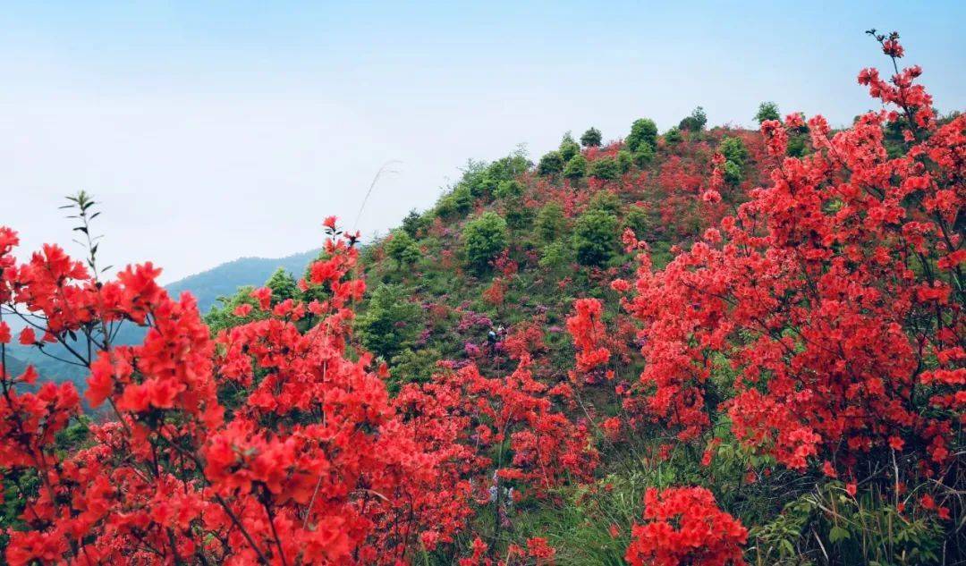 赣州"市花"开了!