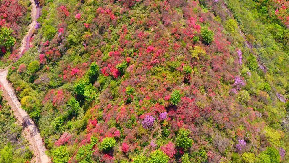 走竹林小径,登高望远 赏杜鹃花海,野趣十足鸬鸟山环线真不愧是杭州