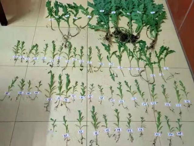 桂林一男子在家中种了59株罂粟,被抓了