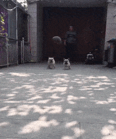 爆笑gif: 大叔, 你先停下歇歇吧