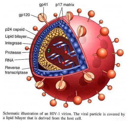 图1 hiv病毒结构图2 将hiv病毒的基因片段嵌入腺病毒2017年,dan h.