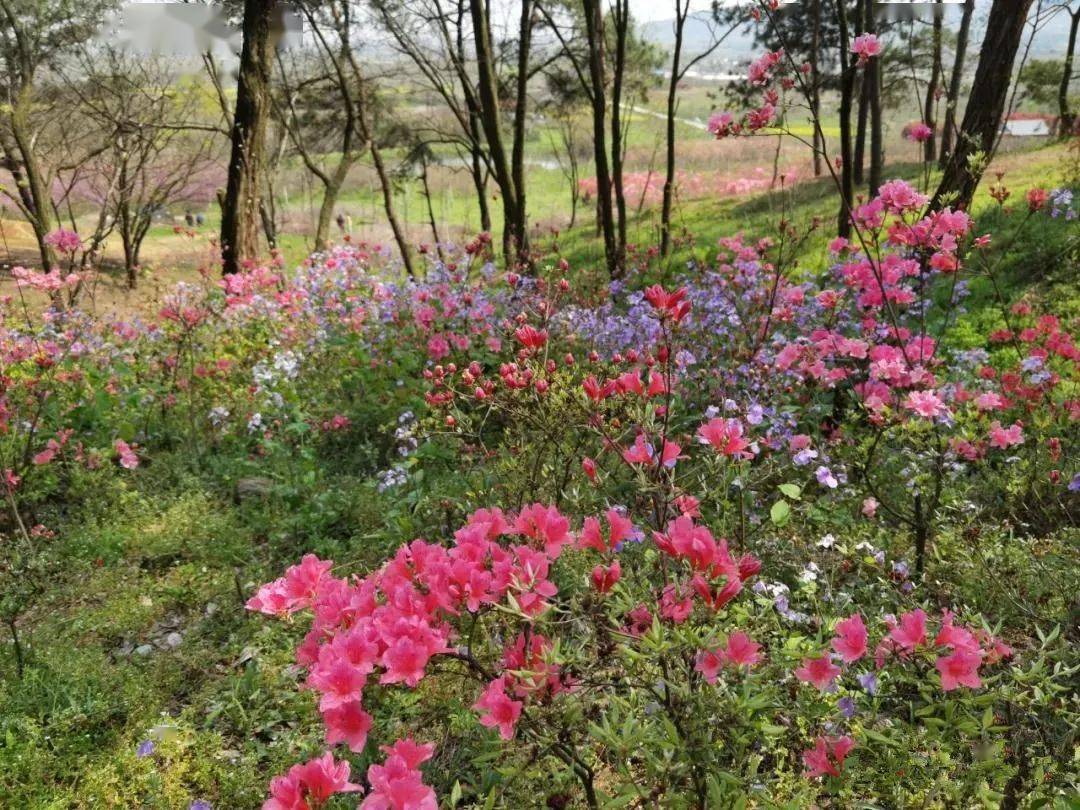 宛如仙境肥东百万株映山红进入盛花期不要错过