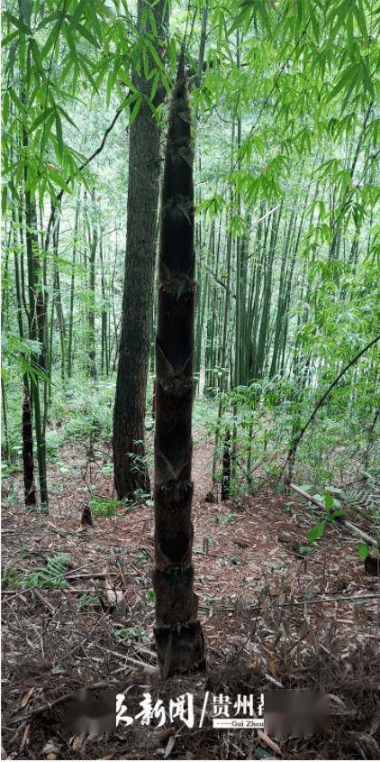 贵阳市梅兰山楠竹笋被盗采,游客直呼可惜_楠竹林