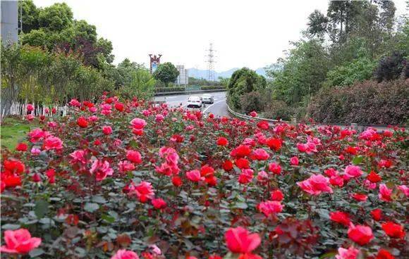 100万株月季贯穿全城,铜梁这些地方的花开成海.