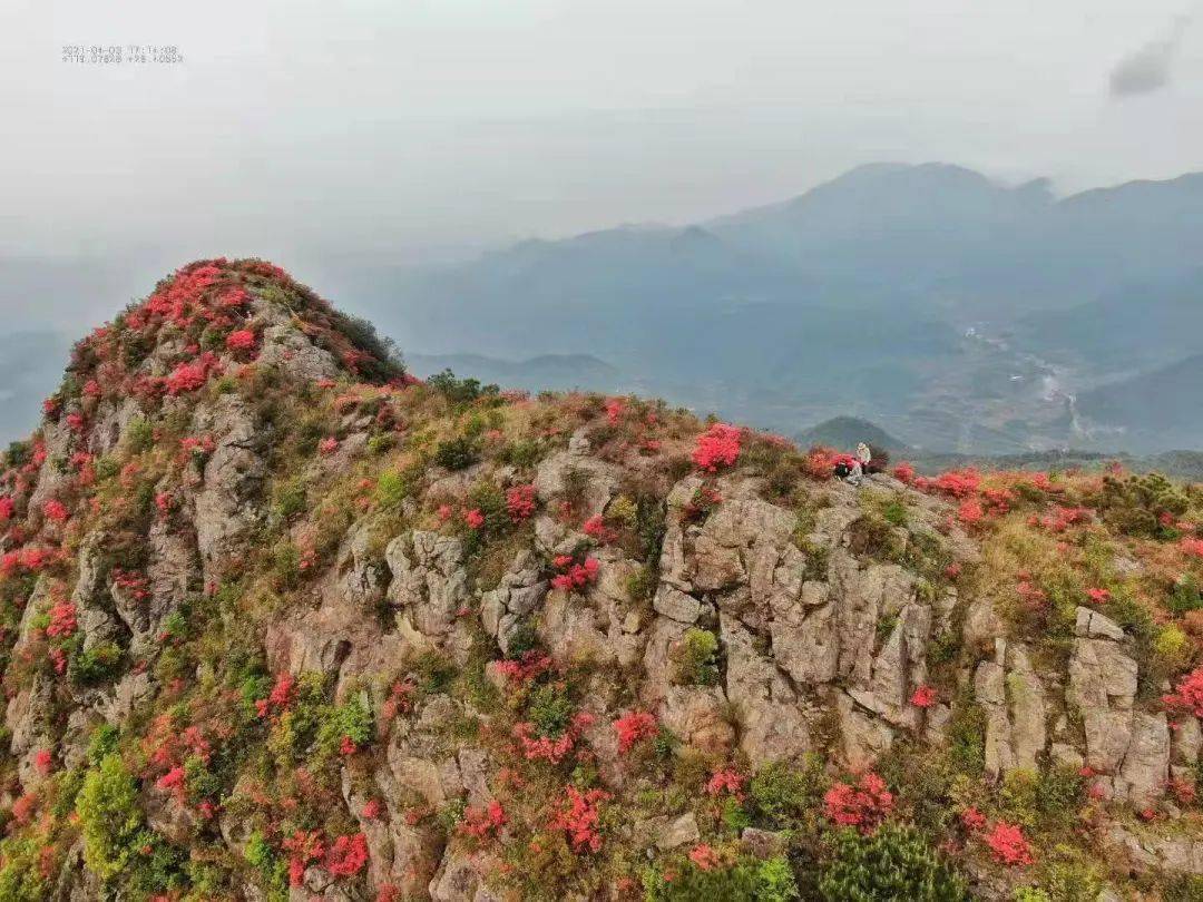 岭头村猫山杜鹃盛世美颜连环暴击!视觉冲击力极强!准备好了吗?