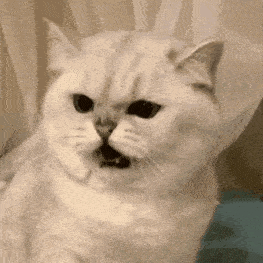 奇怪的表情又增加了_熊猫头