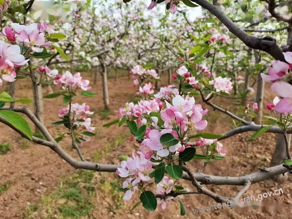 【春天里的铜川】苹果花盛开 田间疏花忙