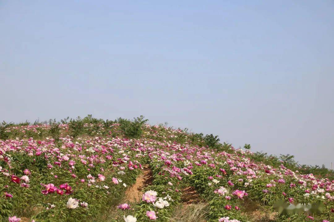 嵩县饭坡镇张元村千亩芍药花海等你来约