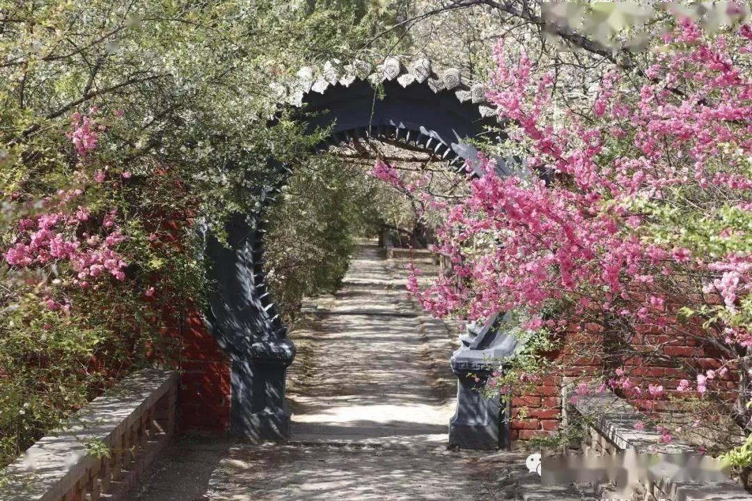 这是枹罕镇关于"枹罕山庄梨花节"的请柬!_临夏市