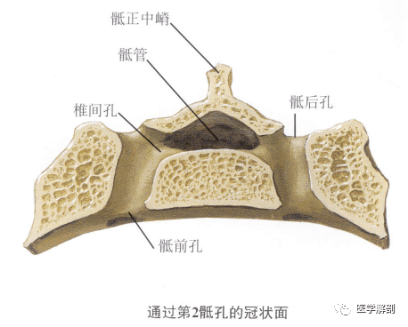 (答案①耳状面②骶后孔③骶中间嵴④骶管⑤骶角⑥骶管裂孔)