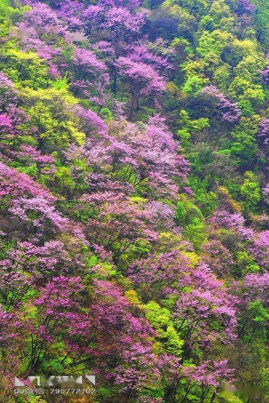 ◣九岳视界◥秦岭一年一场紫荆花盛宴
