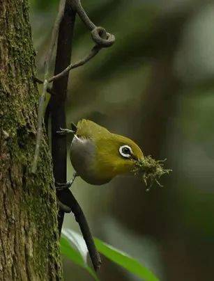 暗绿绣眼鸟