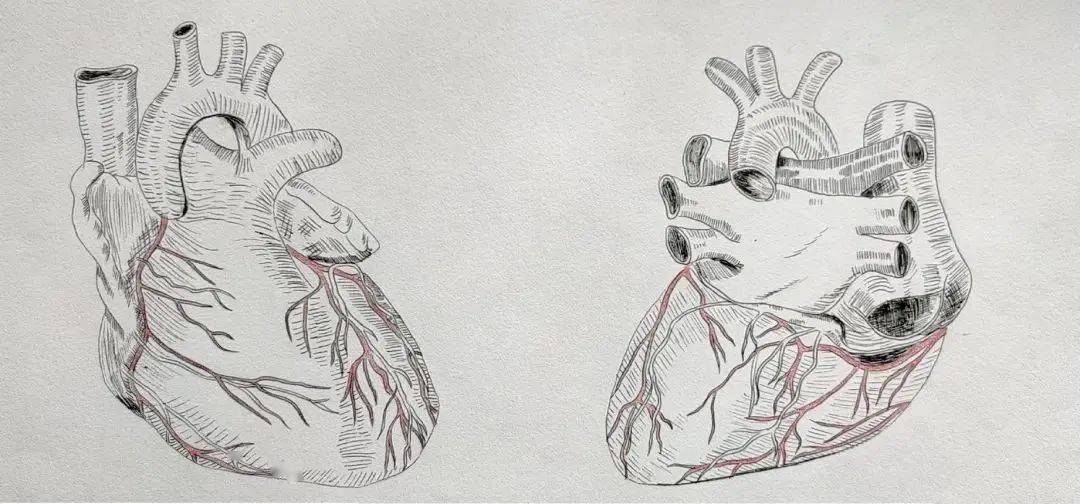 医学与美学的碰撞,不会画器官的医学生不是好艺术家