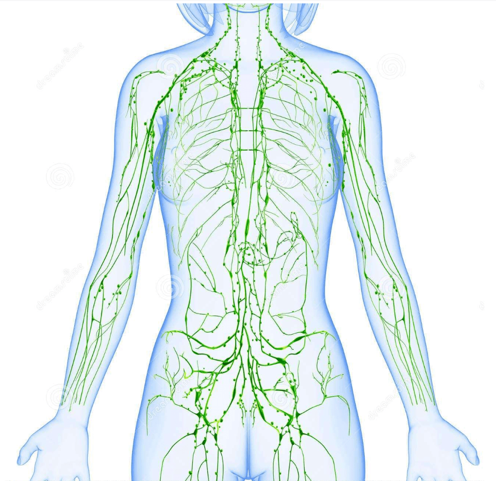 (人体淋巴系统示意图)