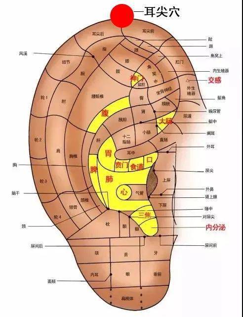 耳穴疗法一穴多用之王是耳尖耳穴大家们对耳尖穴作用汇总