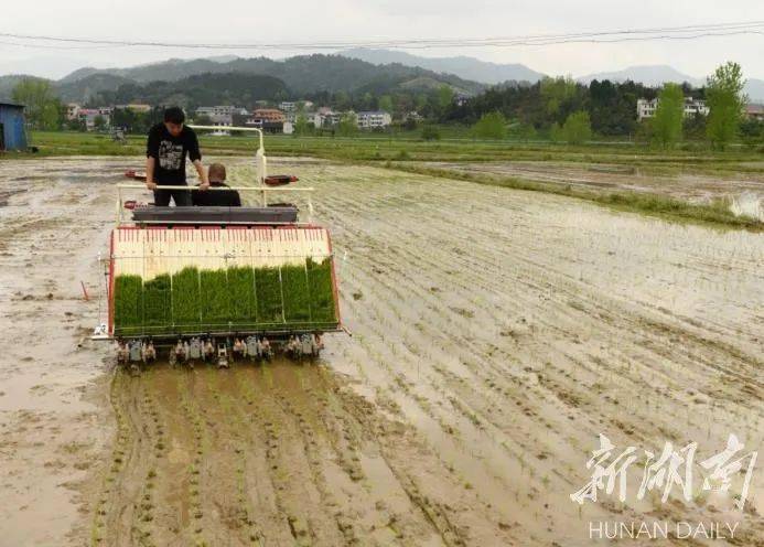 湖南日报 | 全程机械化,种田变轻松