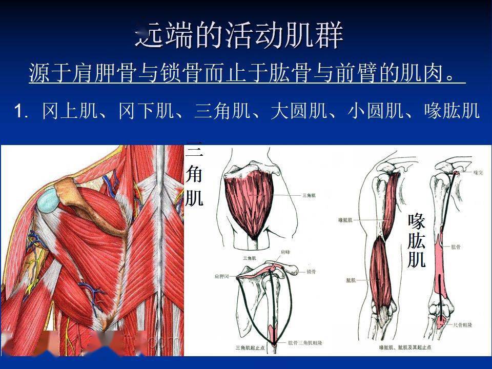 肩周炎针刀诊疗体表定位