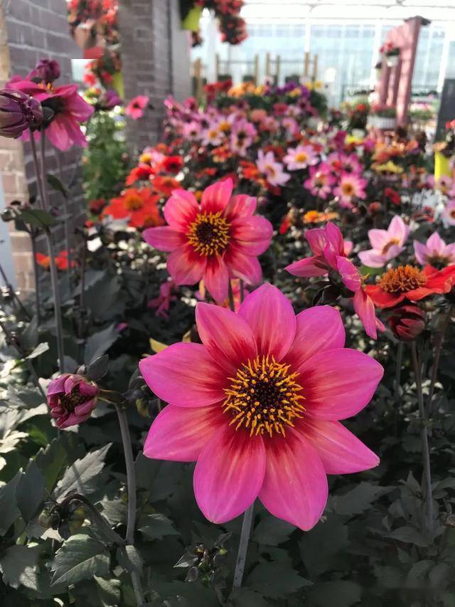 服务花博—第十一届源怡春季品种展示会在上海崇明智慧生态花卉园