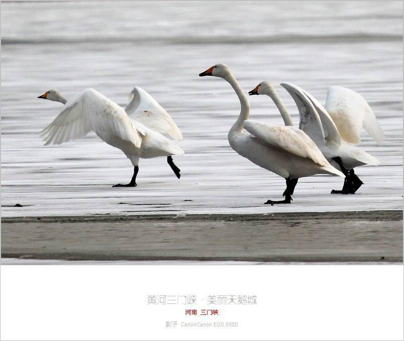 三门峡天鹅湖