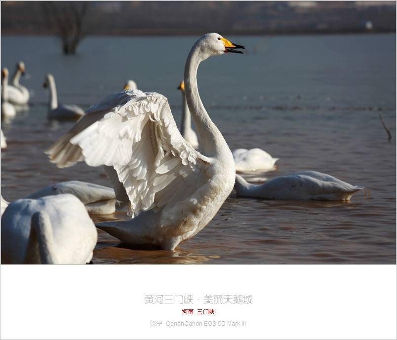三门峡天鹅湖