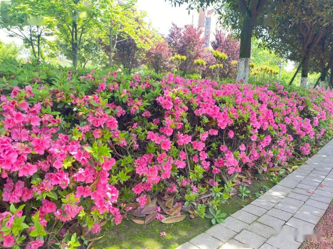 又一年杜鹃花开