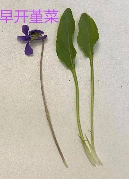早开堇菜的花距上翘,萼片附属物带齿,花瓣侧翼有毛;而紫花地丁的花距